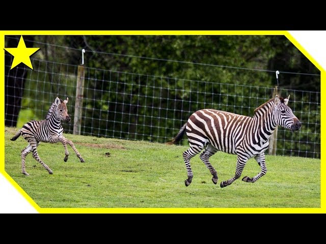 Orana Park Part 3 - Tour, Cheetah feeding, Porcupines, Monkeys, Gorillas, Zebras