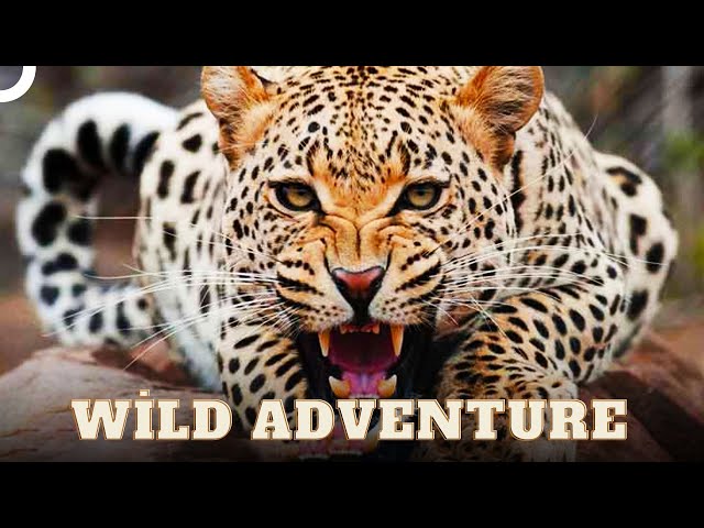 Graceful and Powerful Predators of the Wild | Wild Ones Episode 9 | Animal Documentary