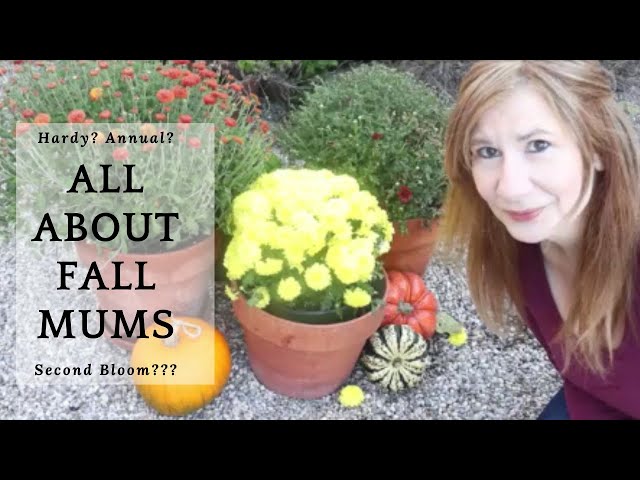 Mum Tips | How to extend bloom |Bloomwell Home and Garden