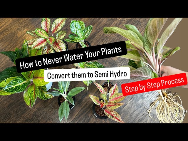 How to Make Plant Care Easy Never Water Your Plants Again with this Method Converting to Semi Hydro