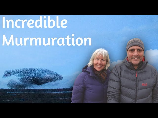 Amazing Murmuration. For Bird Lovers. Watch till the end. Narrowboat life -Episode 117