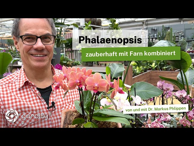 Phalaenopsis - Great combination with fern: location, care tips and fertilizer!