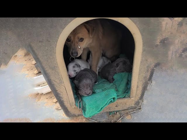 Neglected and chained mother and her puppies suffered in frozen cold and rain!