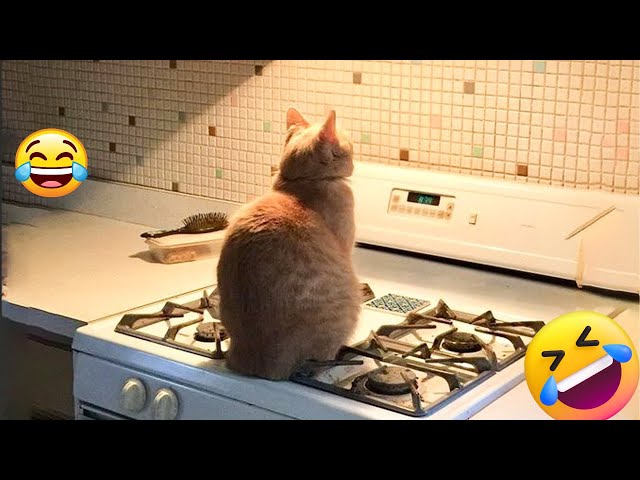 Funny Animal Videos 2023 😇 - Funniest Dogs and Cats Videos | Viral Fun😁 EP -40