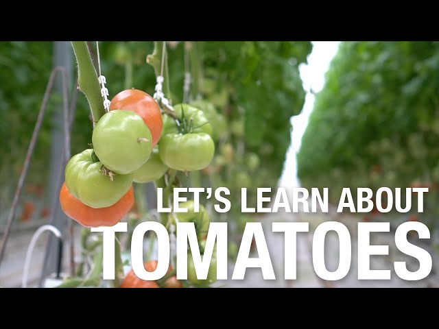 Let's Learn About: Tomatoes