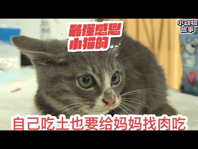 不知道妈妈已经去世，小流浪猫每天都外出寻找食物回来给送妈妈！