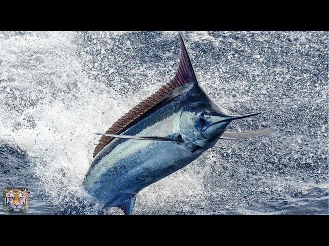 The Fastest Fish in the World!