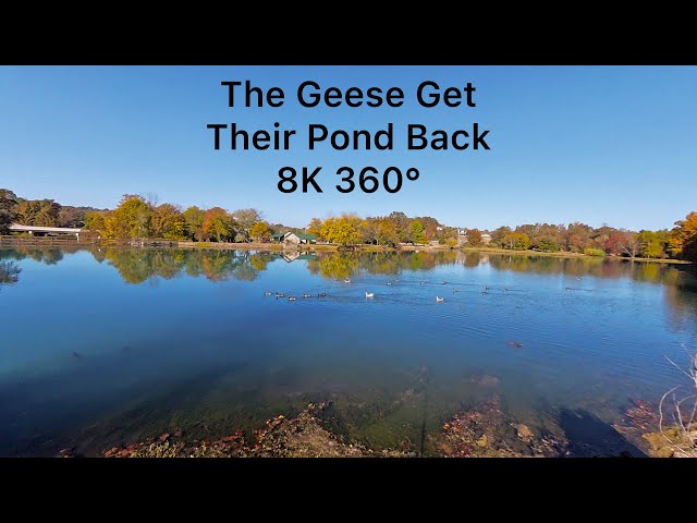 Geese Get Their Pond Back 8K HDR