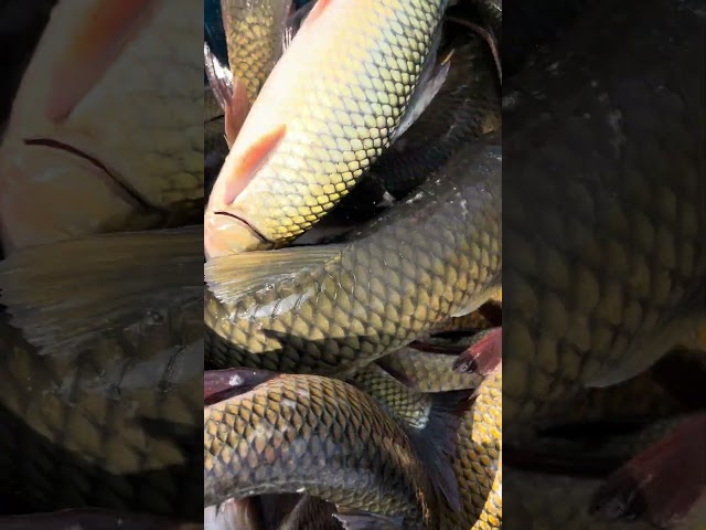 Amazing village Fishing videos #fish #fishing #foryou #viral #trending