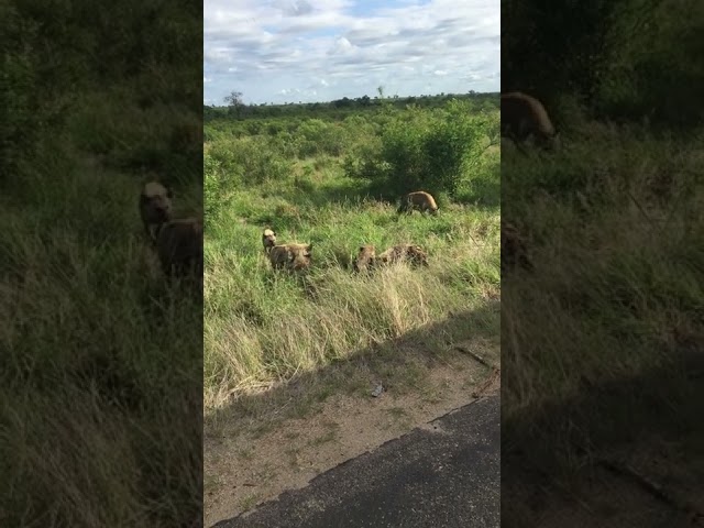 Hyenas in the Kruger park