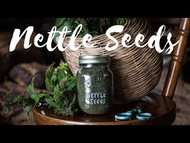 Stinging Nettle Seeds - How to Gather them, and Why You'd Want to