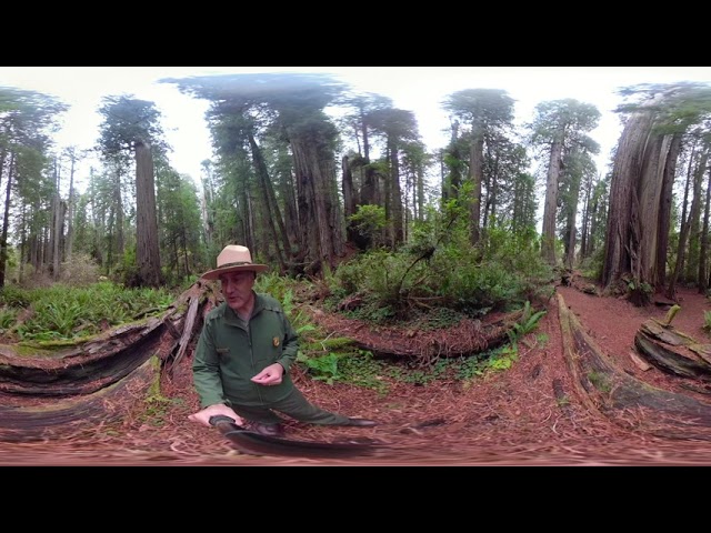 Redwoods in 360: Nurse Logs