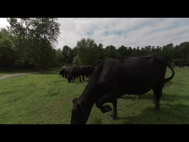 Virtual Farm Walkabout [VR180] COWS!!