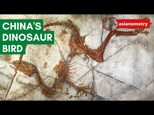 The Dinosaur Birds of China