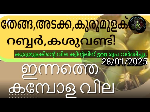 500രൂപ ക്വിന്റലിൽ കുരുമുളകിന് കൂടി | Rubber prices have risen in the international market