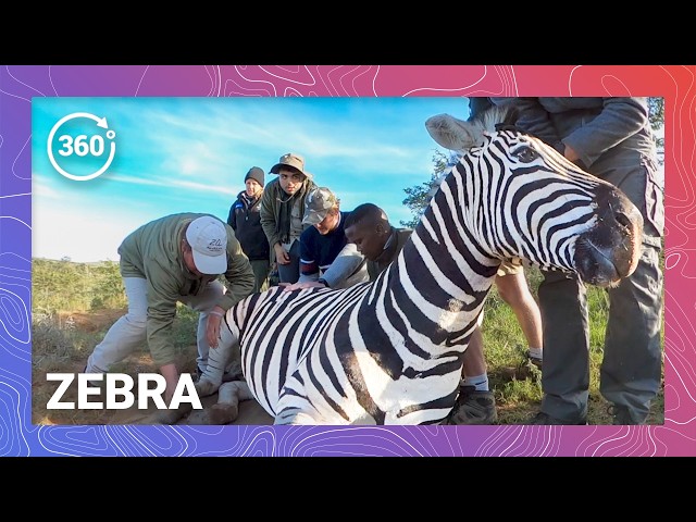 Operation Zebra Relocation: A Dazzle on the Move