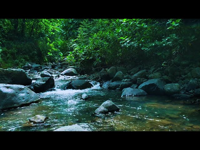 Babbling Brook, Creek Sounds, Water Stream Relaxing Nature Sounds Stress Relief, Study, Deep Sleep