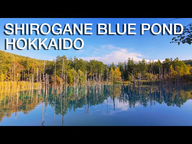 A Walk around Shirogane Blue Pond, Hokkaido