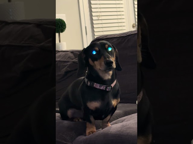 My Dog Has Super Powers