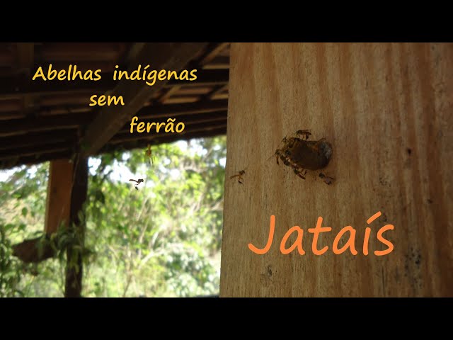 jataí (Tetragonisca angustula) - abelha nativa sem ferrão, abelhas indígenas. Sabedorias ancestrais