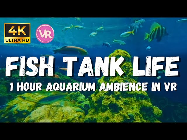 4K Sea Aquarium: Underwater ASMR to help calm anxiety in180 3D VR