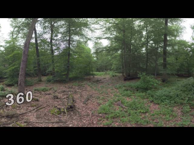 360 VR In the green forest with dry logs