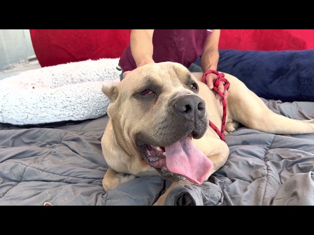 A5501071  Mason  | 18 month old Mastiff