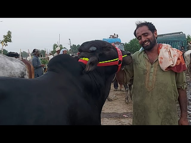 Best Price waicha 2019 bakra eid sahiwal waicha bakra mandi Pakistan