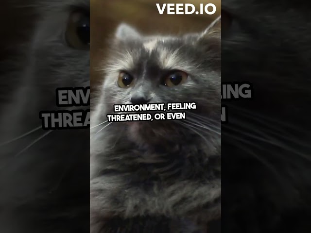 Why Your Cat Gets Angry Explained! #foryou #cat #viral #pets #viralvideo  #didyouknow #cute