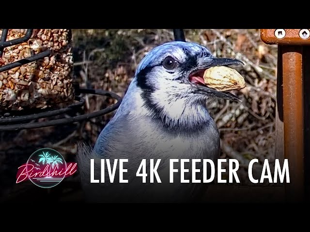 Birdchill 4K Feeder Cam LIVE from the Catskills