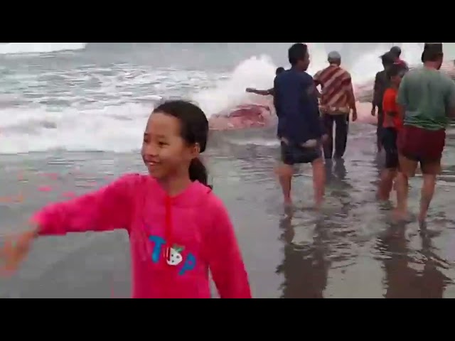 WOW IKAN PAUS TERBESAR TERDAMPAR DI LAUT CIANJUR SELATAN ❗❗❗❗❗