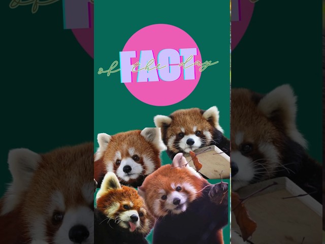 #facts of the day! A Shining Cat with a Fox-Like Charm #youtubeshorts #shorts #redpanda #viralvideo