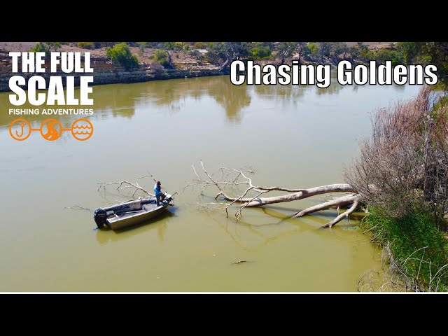 Chasing Goldens | The Full Scale