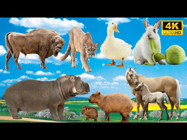 Amazing Farm Animals: Cow, Lion, Duck, Rabbit, Hippo, Horse - Animal Sounds