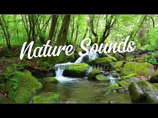 Nature Sounds - For Relaxing #video #chirping #nature #natureandbirdssoundsrelaxingmusic