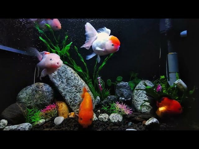 4K Aquarium Sounds Only | Peaceful Fish Tank with Relaxing Water Sounds