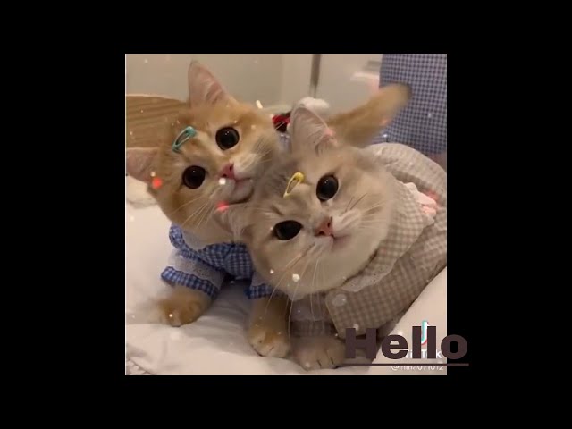 Cute Cats Funny Video Compilation. cute cats, cute kittens, funny cats, adorable cats and kittens.