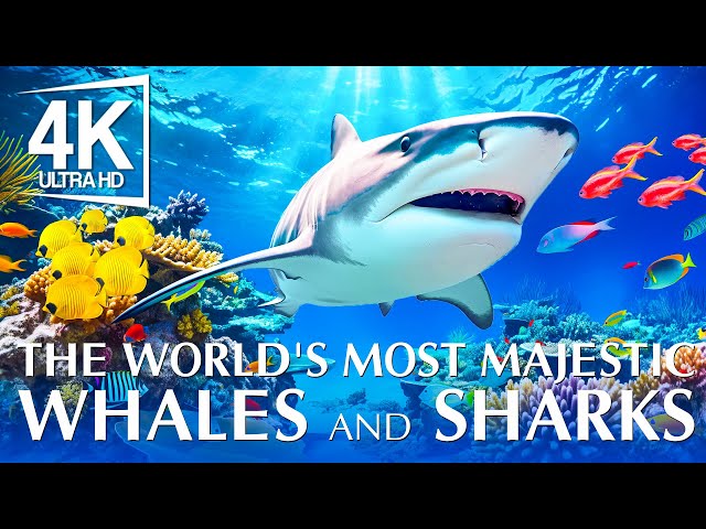 The World's Most Majestic Whales And Sharks 4K (ULTRA HD) - Under The Red Sea With Peaceful Piano