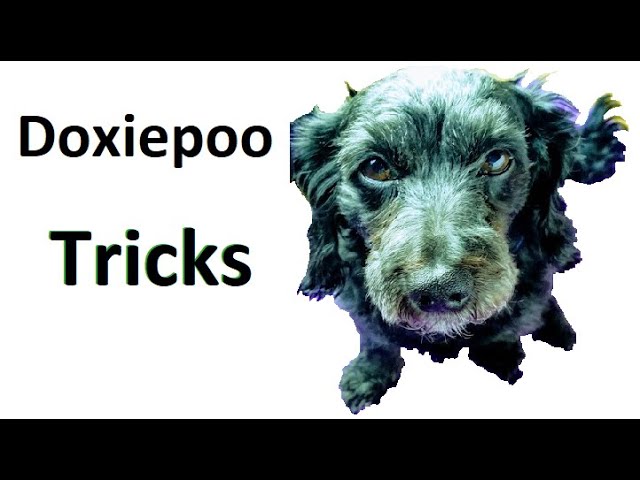 Doxiepoo Tricks