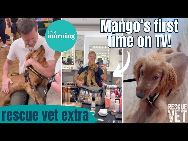 I took my rescue dog on This Morning! Mango's first time on TV | RESCUE VET EXTRA with Dr Scott