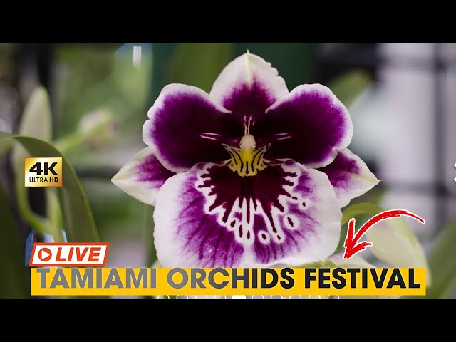 Festival de Orquídeas de Tamiami #live