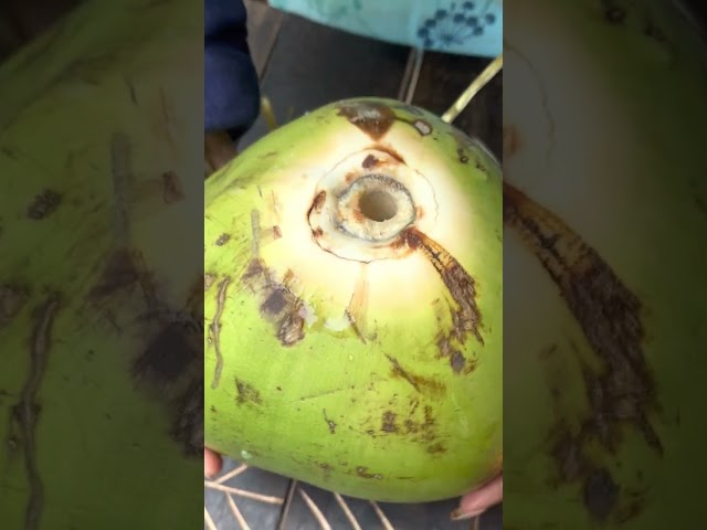 Coconut Opener - Tool To Open Coconut In Few Seconds!