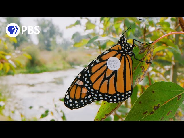 Westward Wings | A NATURE Short Film