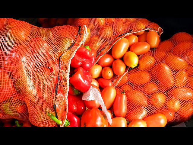 How to store fresh peppers and Tomatoes | Fresh Farm Produce Vlog