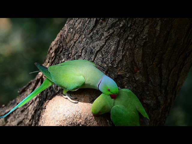 rose ringed parakeet