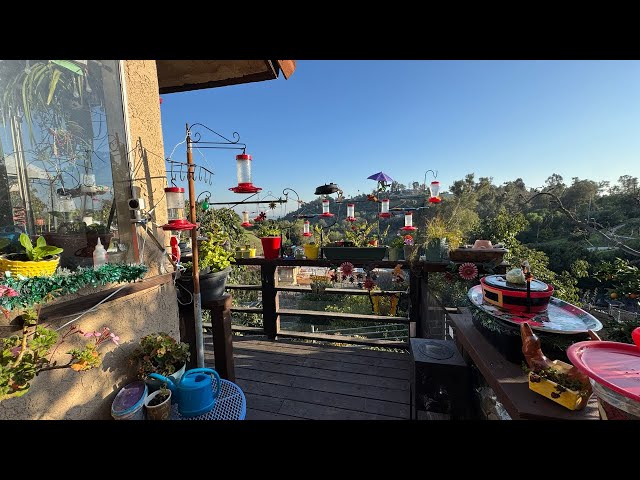 🔴 Hummingbirds Live in Southern California 1000’s of Birds Swarming Hummingbird Feeder