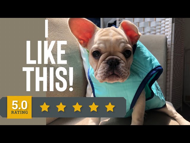 My Puppy Reviews New Products | NEW PUPPY HAUL