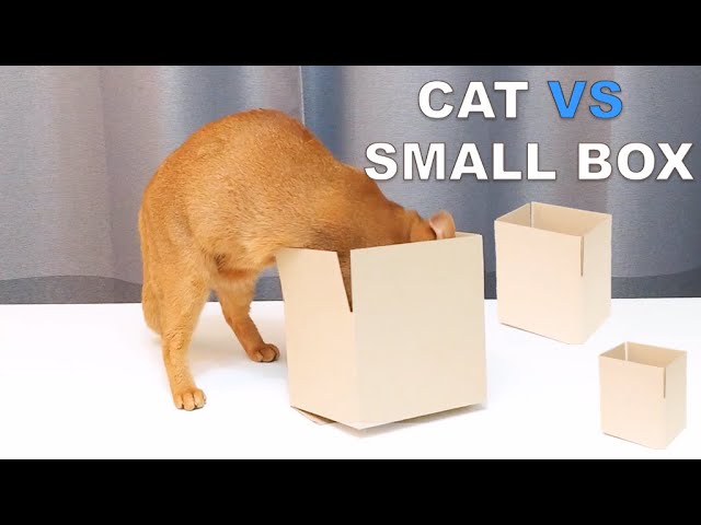 Cat vs Small Box