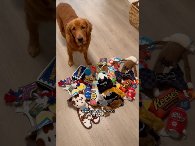 Look at this HAUL #influencer #goldenretriever #puppy #cutedog