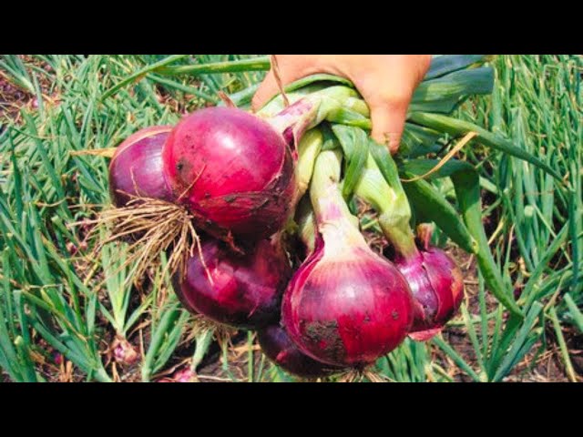 Eat what you grow, onions 🧅#farming #onions